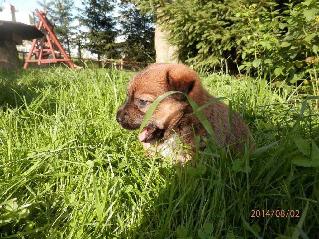 Zagroda Agroturystyczna Wiecha Mieroszow Luaran gambar